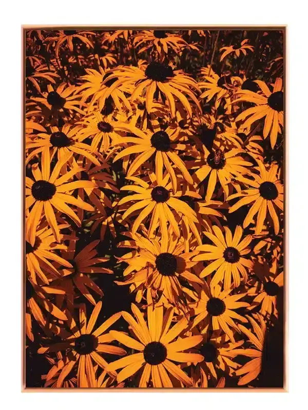 Solvarme Sortøjede Susan Plakat