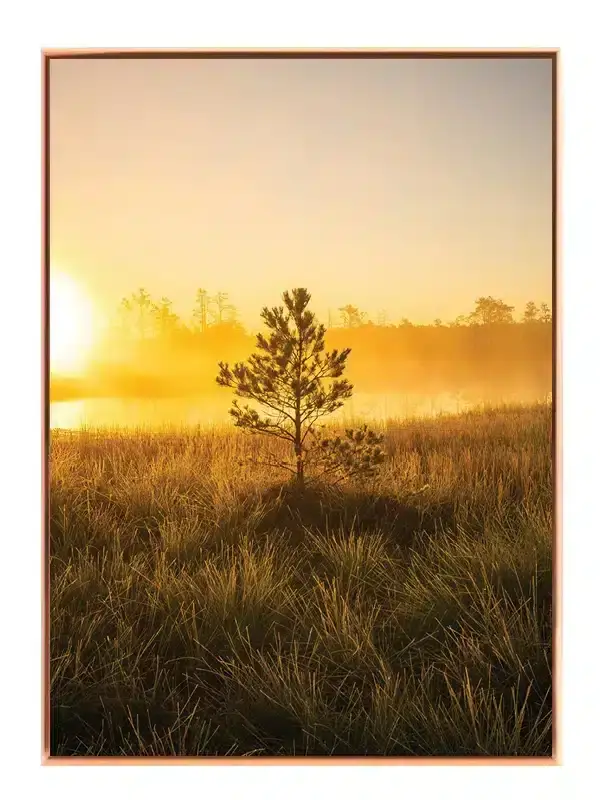 Enkelt Fyrretræ i Morgengry Plakat