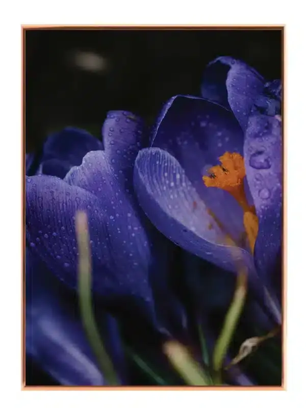 Lilla Krokus Med Dug Plakat