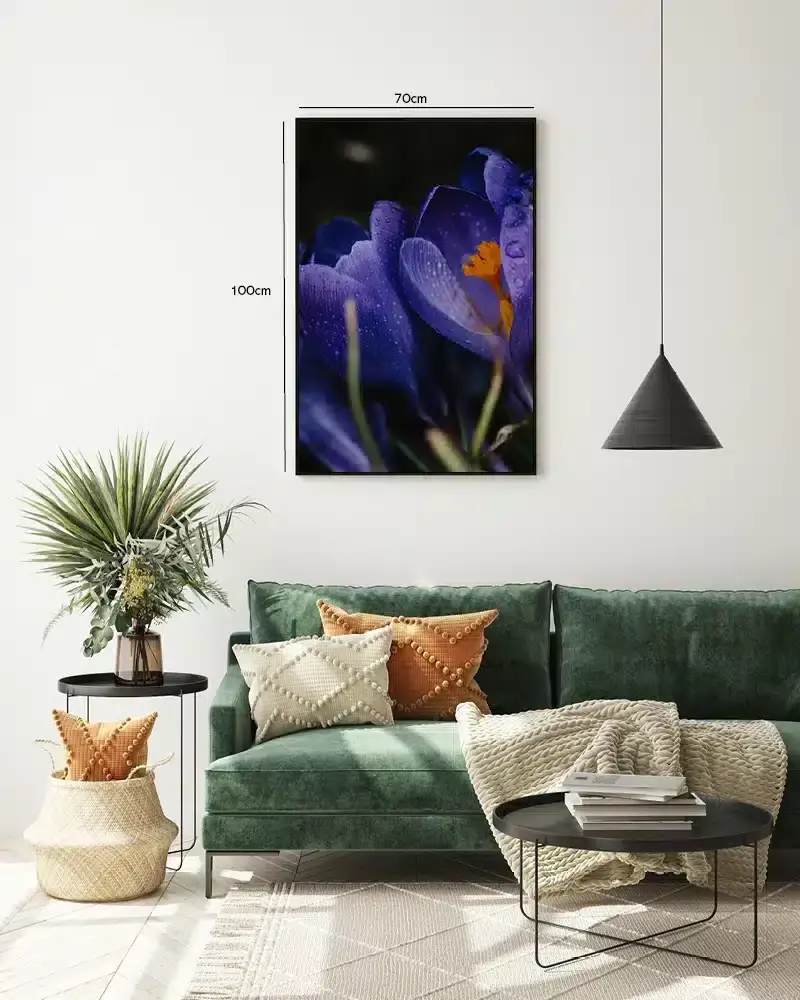 Lilla Krokus Med Dug Plakat