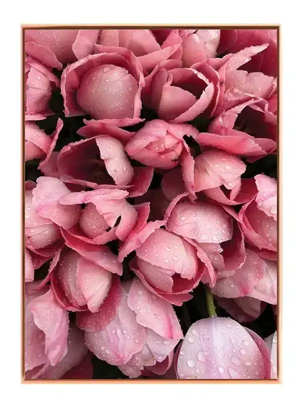 Rosa Tulipaner Med Dug Plakat