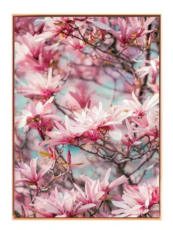 Bløde Rosa Magnoliablomster Plakat