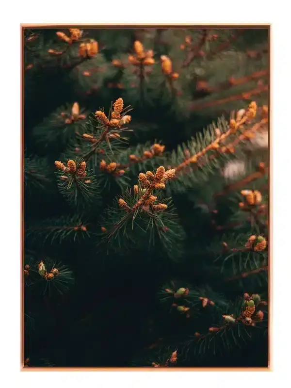 Ny Vækst på Fyrretræ Plakat