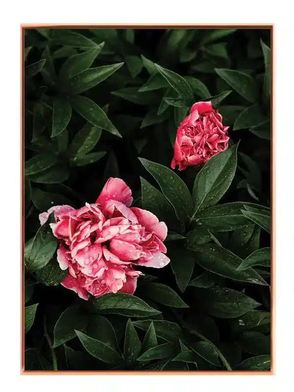 rosa-vandliljer-i-morgenlys-plakat
