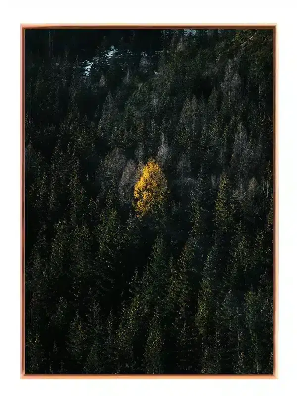 Gult Træ i Mørk Skov Plakat