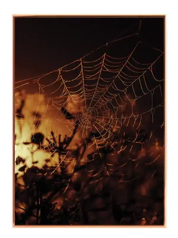 Gyldent Edderkoppespind Plakat
