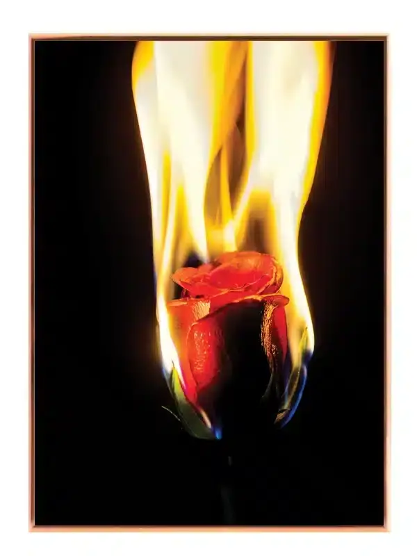 Flammende Rød Rose Plakat