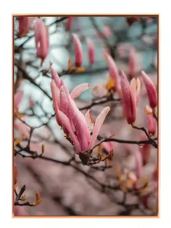 Rosa Magnolia Knopper Plakat