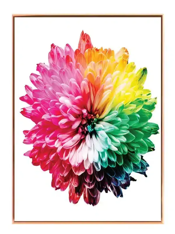 Regnbue Chrysanthemum Blomst Plakat