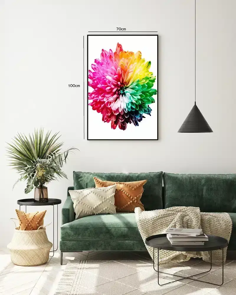 Regnbue Chrysanthemum Blomst Plakat