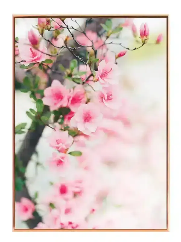 Bløde Lyserøde Azalea Blomster Plakat