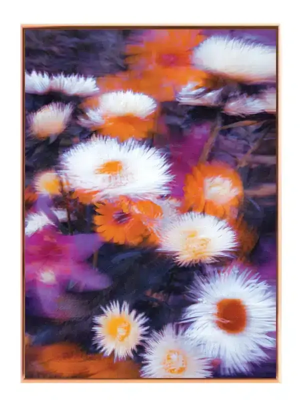 Hvide Blomster i Orange Lys Plakat