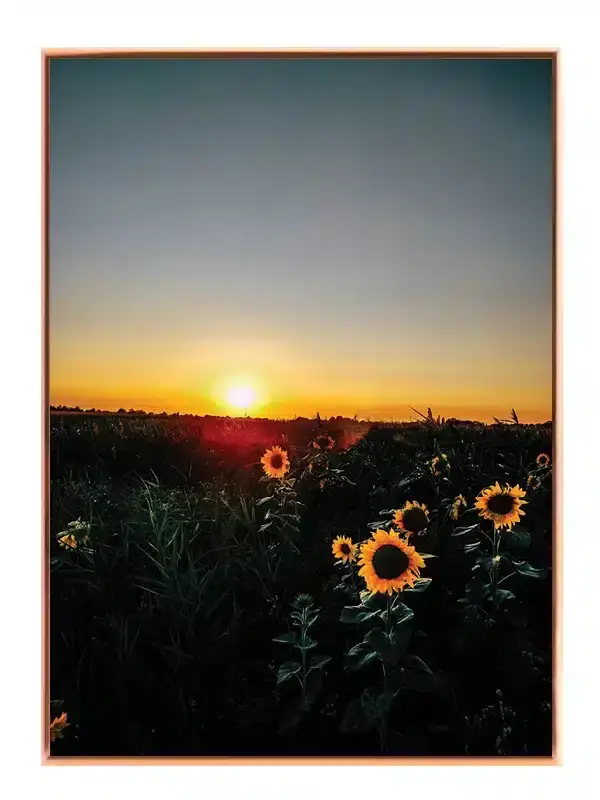 Solnedgang Over Solsikker Plakat