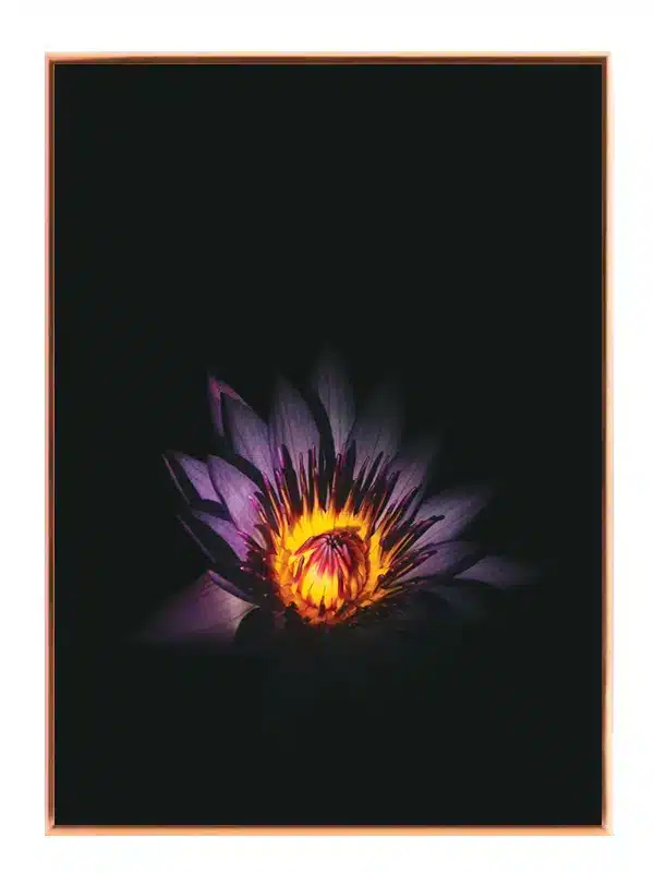 Glødende Vandlilje Plakat