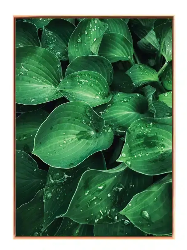 Dugfriske Hosta Blade Plakat
