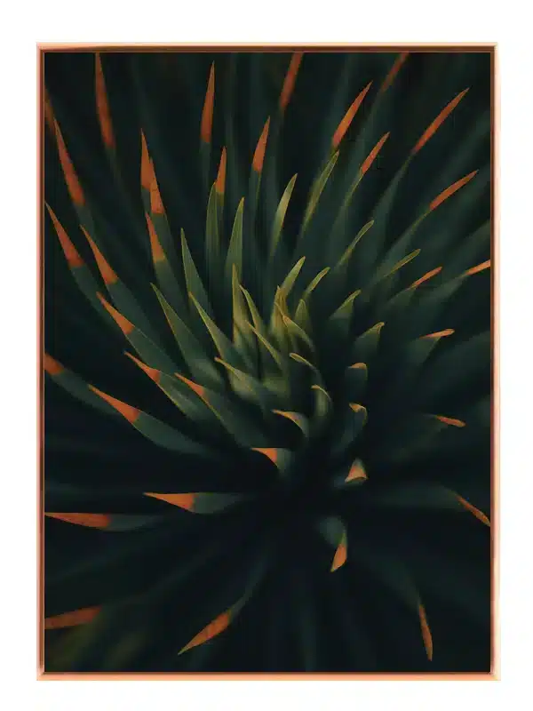 Agaveblade med Orange Spidser Plakat