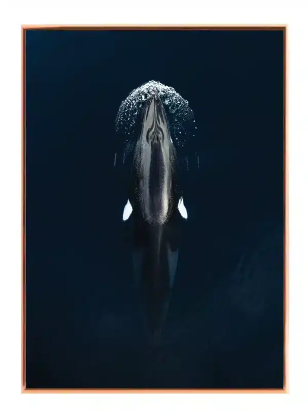 Spækhugger i Havet Plakat