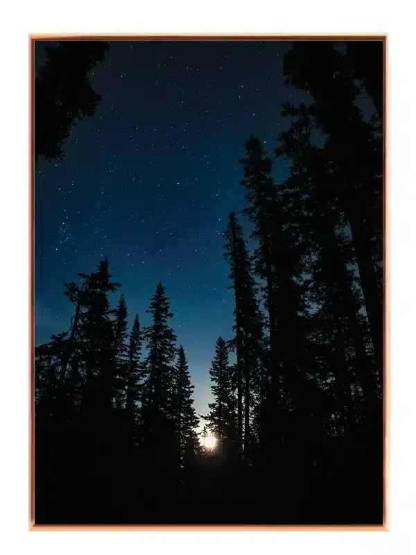 Stjernehimmel Over Fyrreskov Plakat