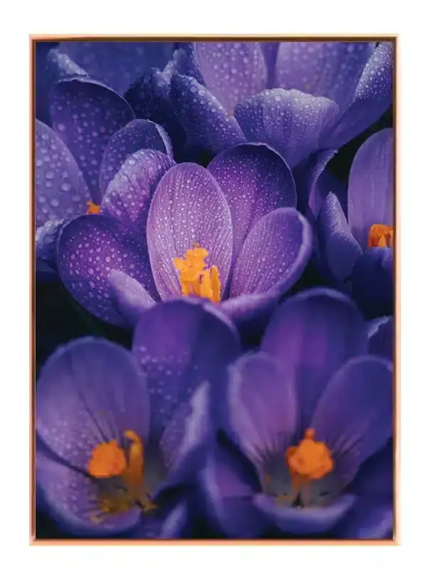 Lilla Krokus Med Dug No2 Plakat