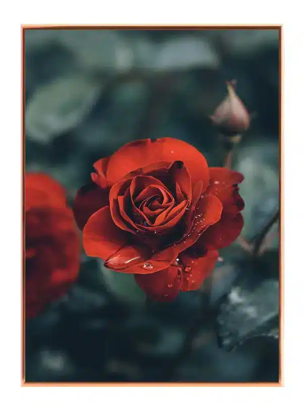 Rød Rose Med Dugdråber Plakat