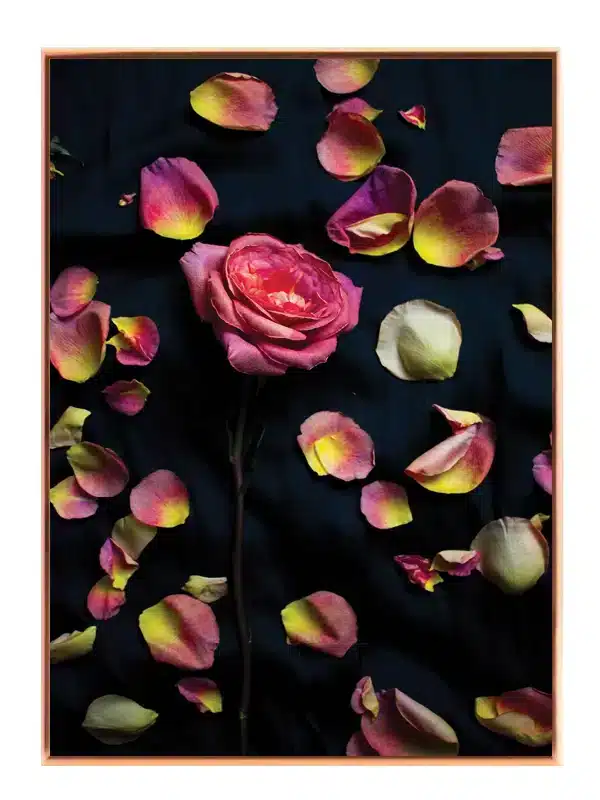 Pink Rose Med Kronblade Plakat