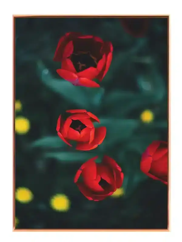 Røde Tulipaner i Naturligt Lys Plakat