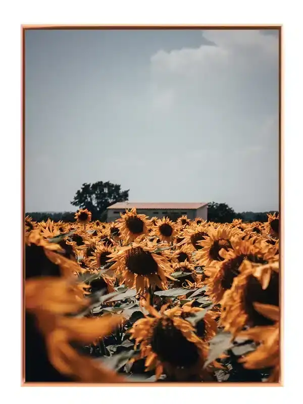 Solsikkemark og Himmel Plakat