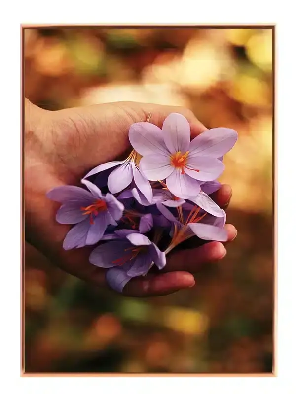 Hånd med lilla krokus Plakat