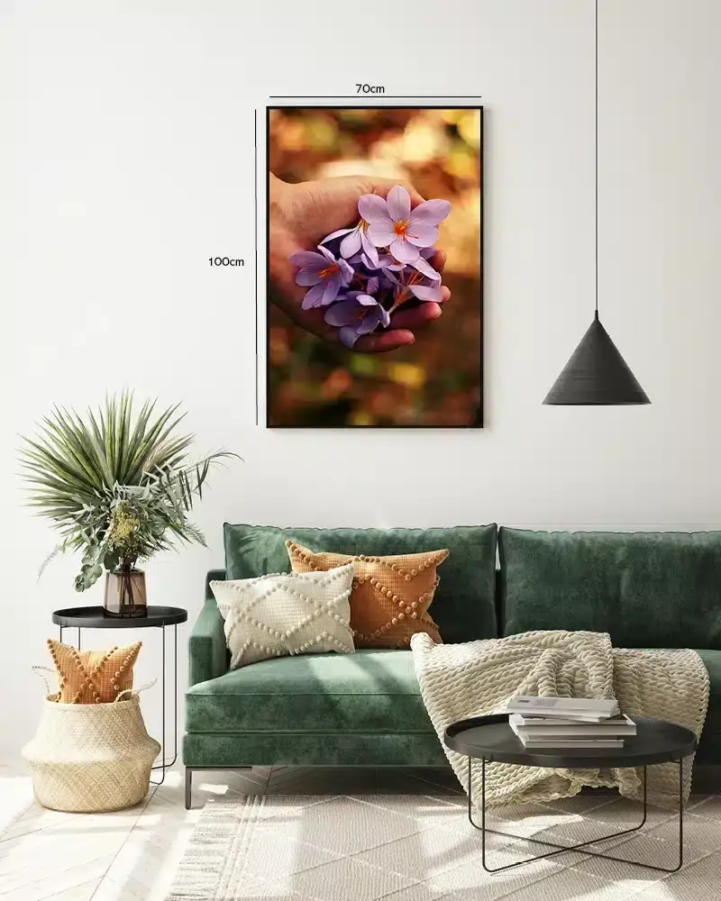 Hånd med lilla krokus Plakat