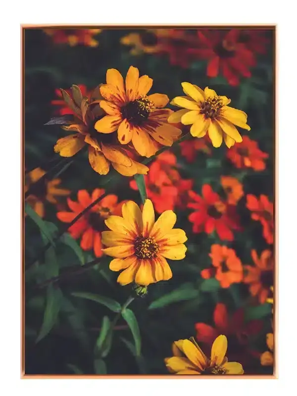Gule Zinnia Blomster Plakat