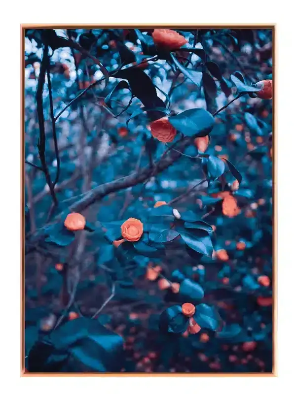 Orange Camellia Blomstergren Plakat