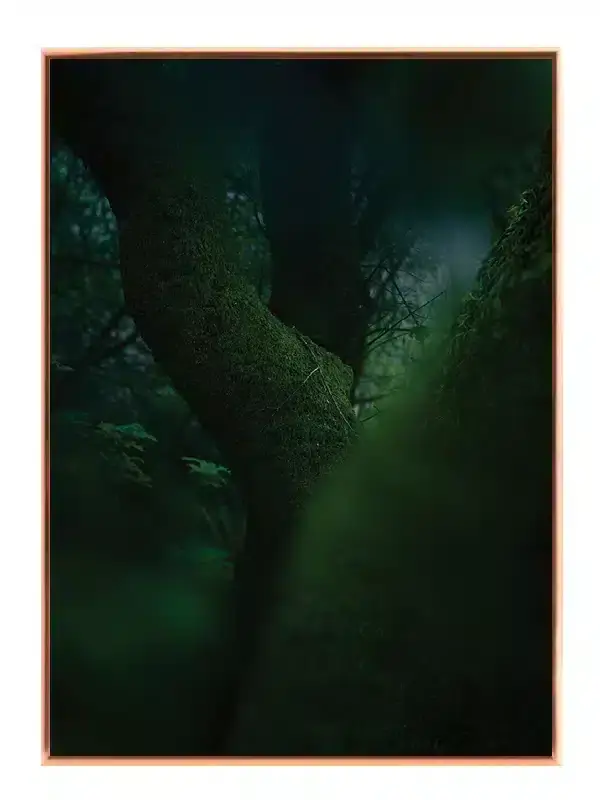 Mosdækkede Træstammer Plakat
