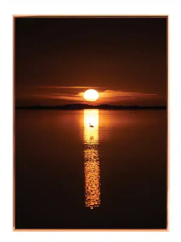 Flamingo i Solnedgang Plakat