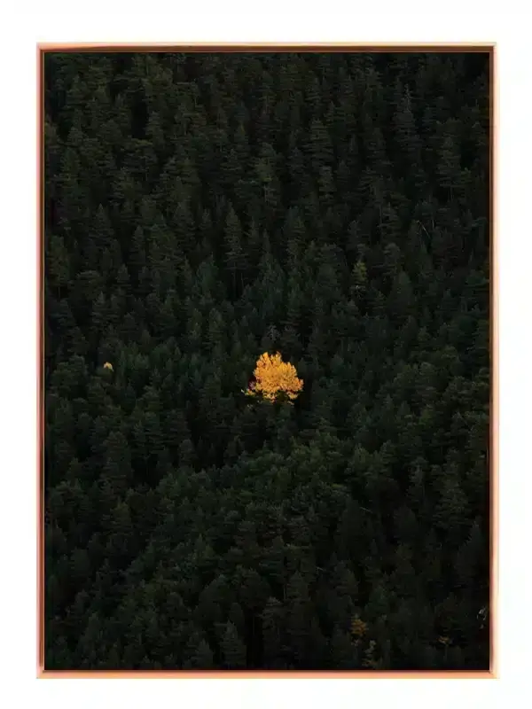 Gult Træ i Skov Plakat