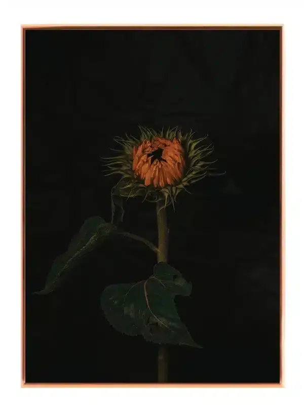 Solsikke Knop i Mørke Plakat