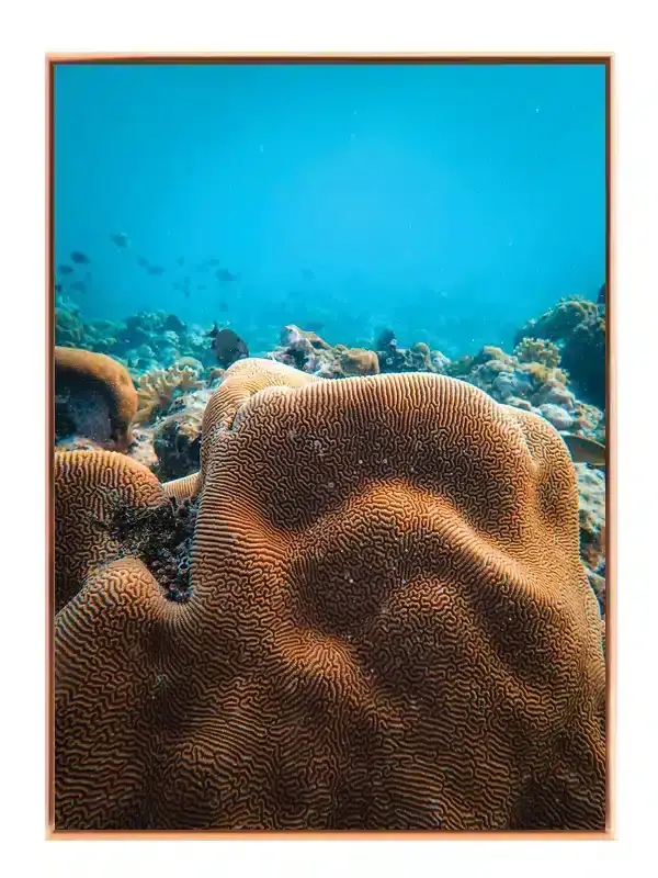 Nærbillede af Hjernekoral Plakat