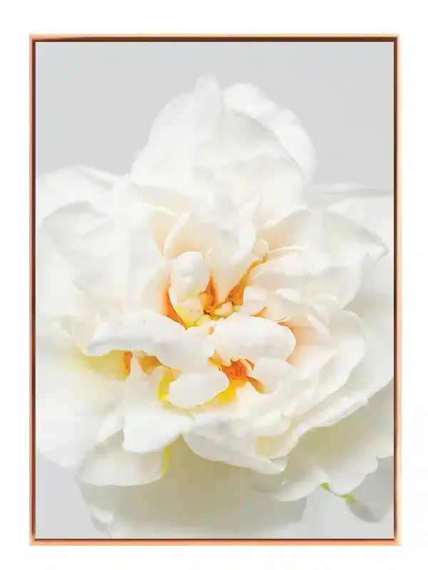 Hvid Rose Detalje Plakat