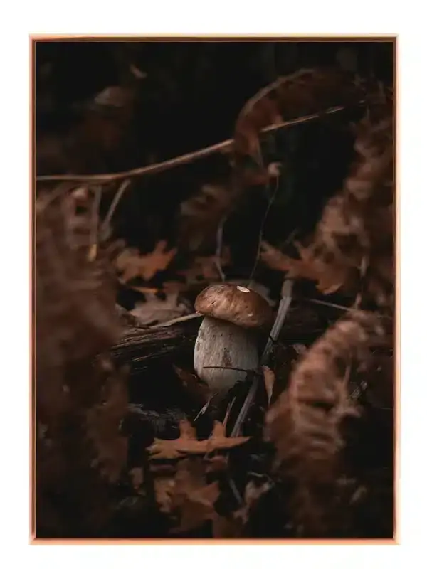 Efterårssvamp i Skovbund Plakat