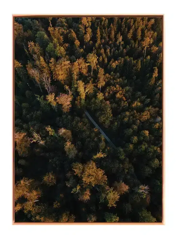 Efterår i Fyrreskoven Plakat