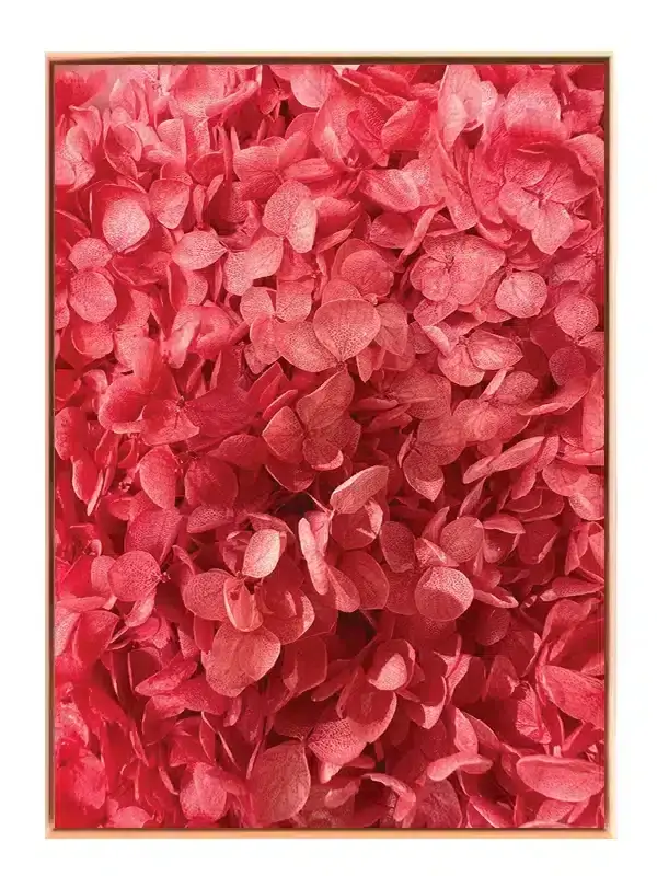 Røde Hortensia Blomster Plakat