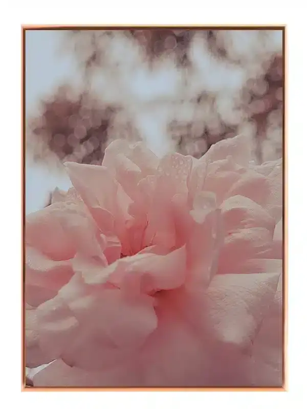 Lyserød Rose Med Dug Plakat