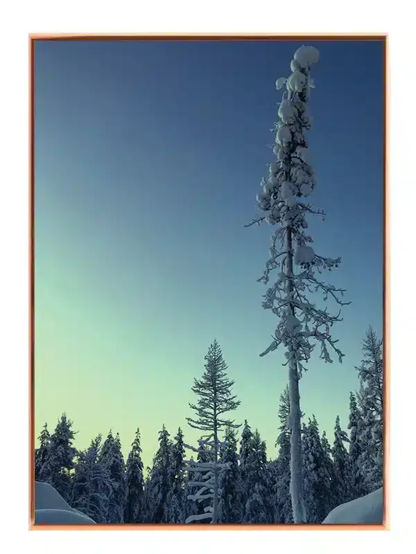 Sneklædt Fyrretræ Ved Skumring Plakat