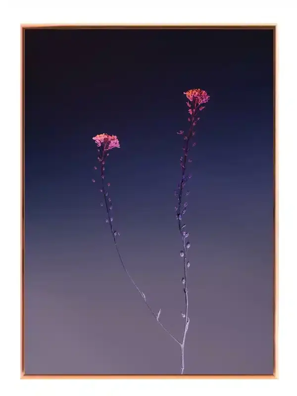 Tusmørkets Vilde Blomster Plakat