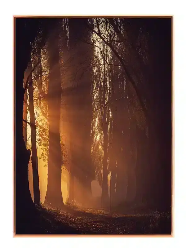 Solstråler i Træallé Plakat