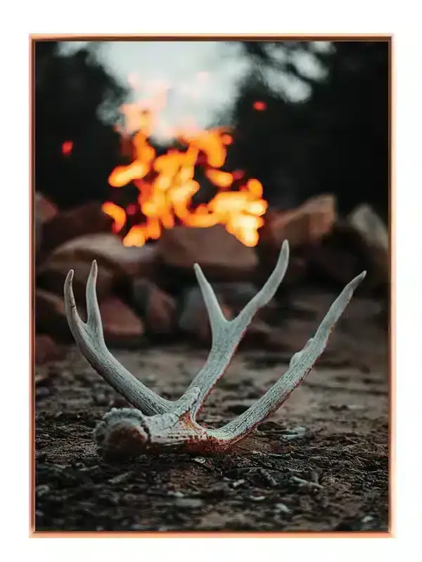 Gevir Ved Lejrild Plakat