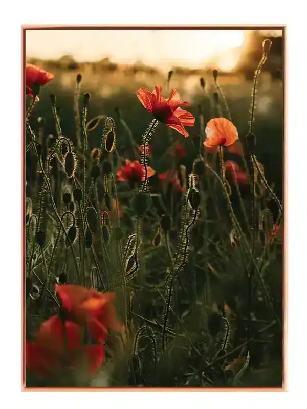 Valmue Mark Ved Solnedgang Plakat