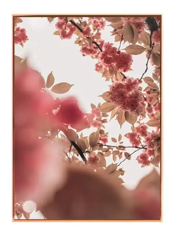 Kirsebærblomster i Blødt Lys Plakat
