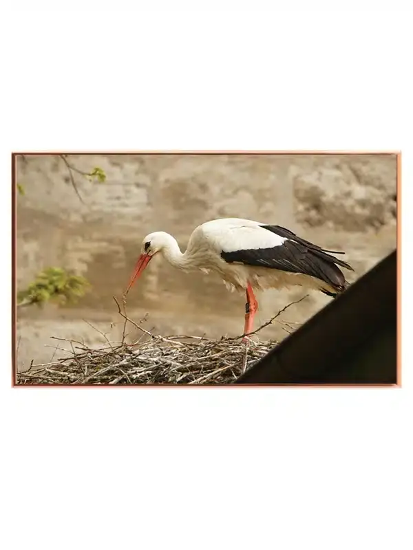 Hvid Stork På Rede Plakat