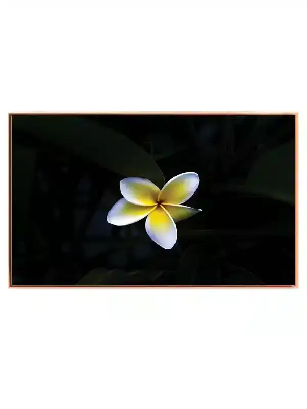 Plumeria Blomst i Mørke Plakat