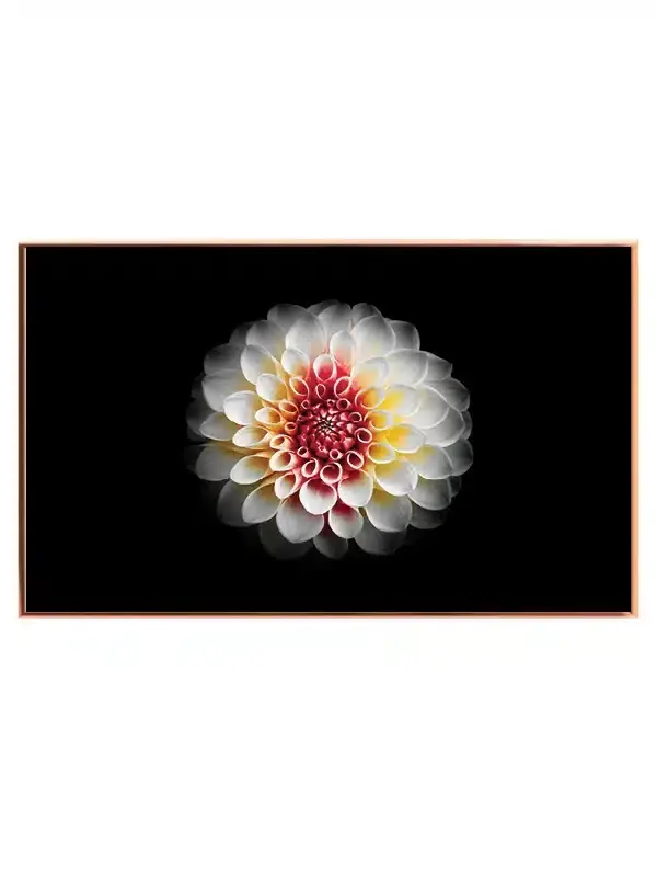 Dahlia Blomstersymfoni Plakat